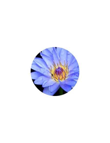 Szampon do włosów łamliwych Syoss Keratin 750ml 5201143725606 4