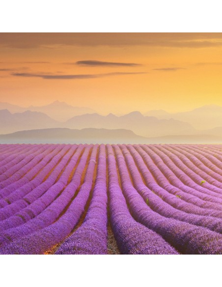 Lawendowe saszetki zapachowe do szafy, szuflady Raid 3x12 szt. 5000204090048 5