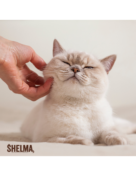 Bezzbożowa mokra karma dla kota bogata w łososia w sosie Shelma 85g 8595606406667 4