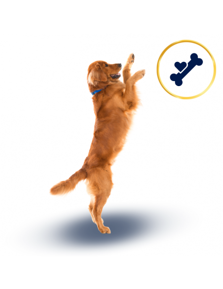 Sucha karma dla psa Polaris Jagnięcina i ryż 12 kg 8595606410138 5