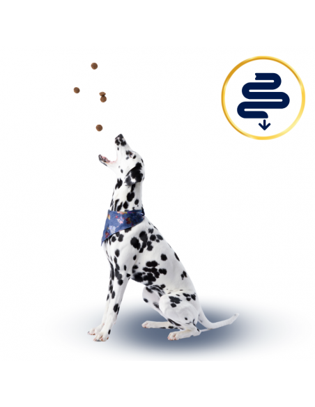 Sucha karma dla psa Polaris Jagnięcina i ryż 12 kg 8595606410138 6