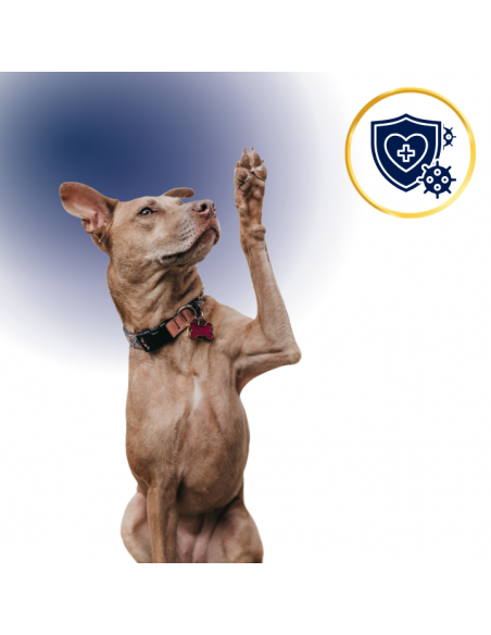 Sucha karma dla psa Polaris Jagnięcina i ryż 12 kg 8595606410138 7