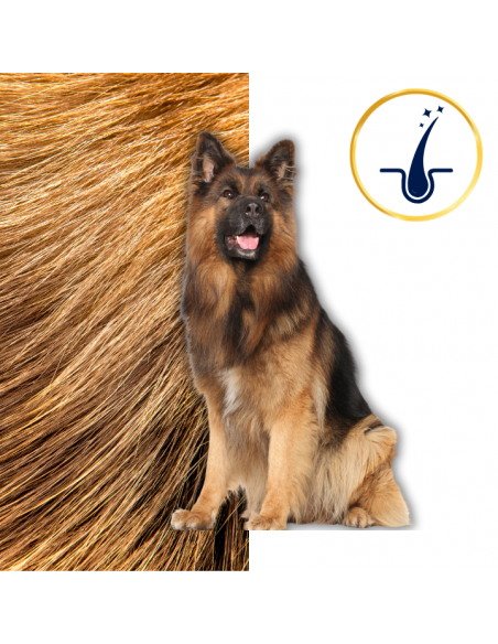 Sucha karma dla psa Polaris Jagnięcina i ryż 12 kg 8595606410138 8