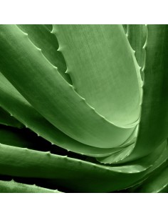 Lawendowy odświeżacz powietrza w sprayu Glade Lavender 300 ml 8711800112344 2