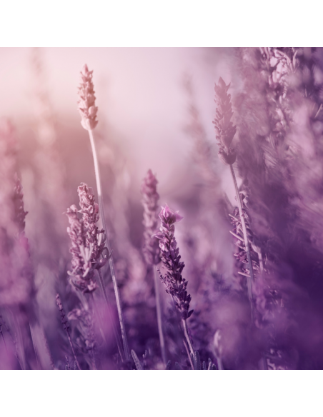 Lawendowy odświeżacz powietrza w sprayu Glade Lavender 300 ml 8711800112344 3