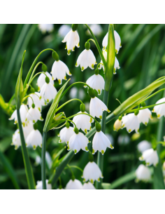 Lekki odświeżacz powietrza w sprayu o zapachu konwalii Glade Muguet 300 ml 4000290951705 2