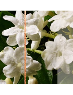 Podwójny odświeżacz powietrza w aerozolu 1+1 Glade Sensual Sandalwood & Jasmine 5000204983425 2