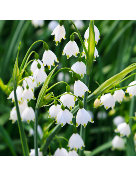 Zapach do automatycznego odświeżacza powietrza Glade Muguet 18 ml 5000204524802 2