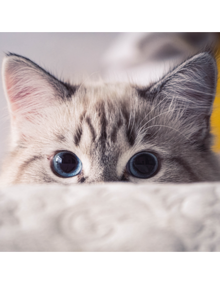 Mokra karma dla dorosłych kotów z wołowiną w sosie OptiVital 415 g 5907467782560 4