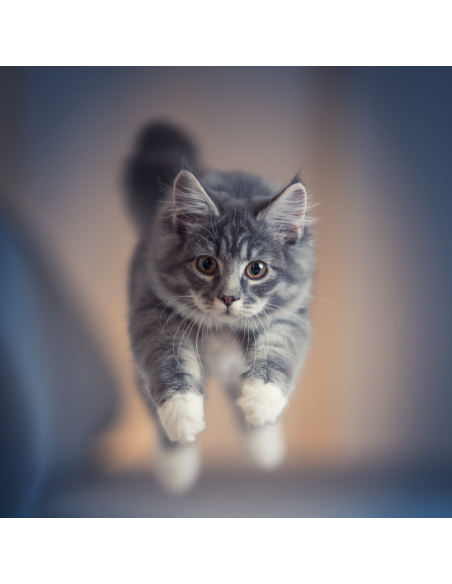 Mokra karma dla sterylizowanych kotów z cielęciną w sosie OptiVital 415 g 5907467782690 5