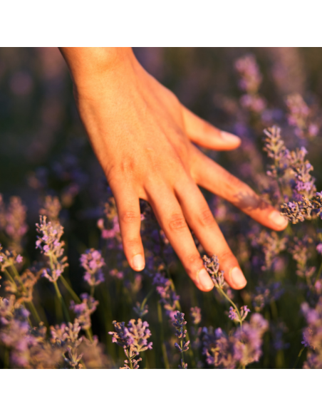 Pielęgnujące mydło w płynie o zapachu lawendy, zapas Luksja Aroma Senses Deeply Relaxing 900 ml 5900536360669 5