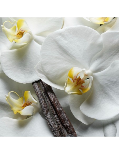 Zimowy wkład do elektrycznego odświeżacza powietrza Glade Vanilla Cream Cookies 20 ml 5000204416169 6