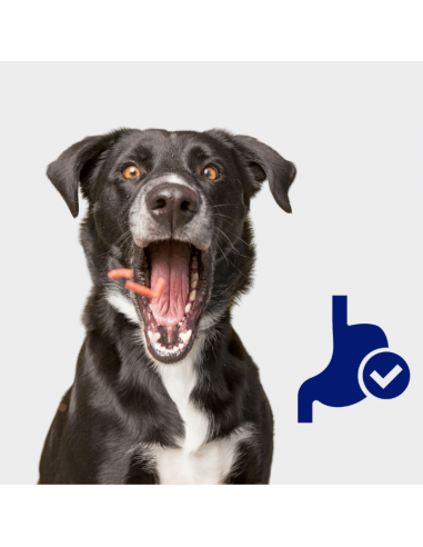 Zestaw puszek dla psa z wołowiną oraz dziczyzną i marchewką w sosie OptiVital 6x1250g 5907467782621 6