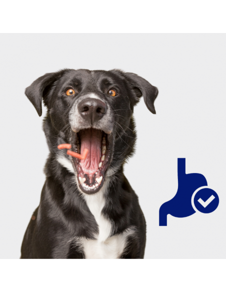 Zestaw puszek dla psa z cielęciną, sercami, wątróbką i marchewką w sosie OptiVital 6x1250g 5907467782645 6