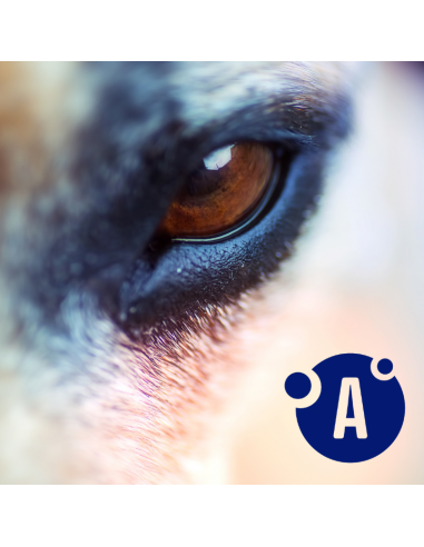 Zestaw puszek dla psa z cielęciną, sercami, wątróbką i marchewką w sosie OptiVital 6x1250g 5907467782645 9