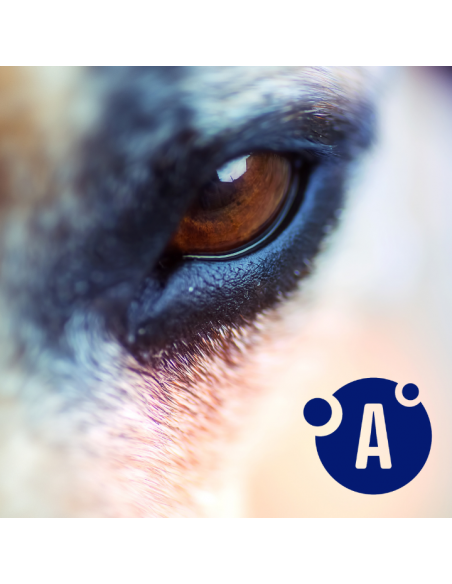 Zestaw puszek dla psa z cielęciną, sercami, wątróbką i marchewką w sosie OptiVital 6x1250g 5907467782645 9