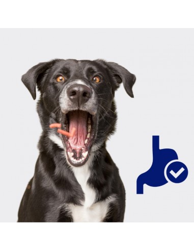 Bezzbożowy przysmak dentystyczny dla psów Dental stick OptiVital 180 g 5906764003019 11