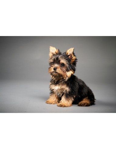 Testowy produkt IDEA 