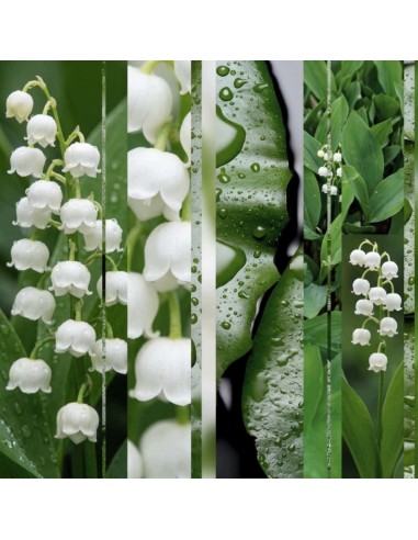 Glade® ONE - Muguet, kwiaty konwalia zapas do odświeżaczy powietrza 2+1  3