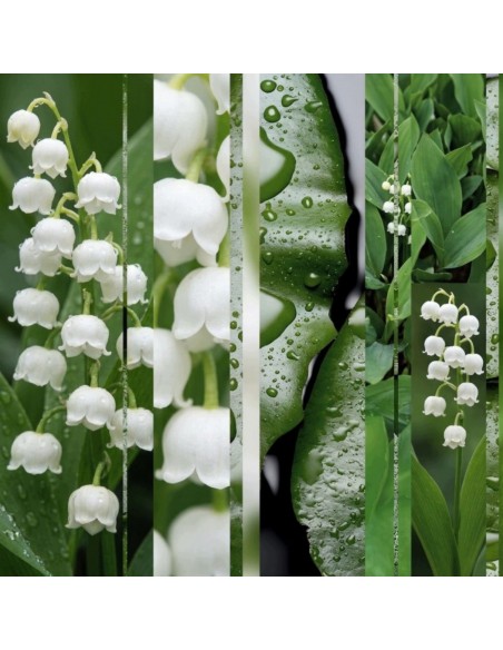 Glade® ONE - Muguet, kwiaty konwalia zapas do odświeżaczy powietrza 2+1  3