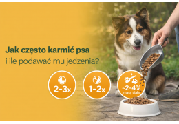 Jak często karmić psa i ile podawać mu jedzenia?