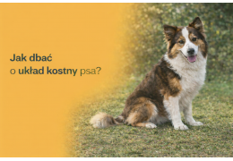 Jak dbać o układ kostny psa?