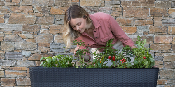 Wyhoduj ogród obfitości: Jak zacząć sadzić warzywa w doniczkach na balkonie